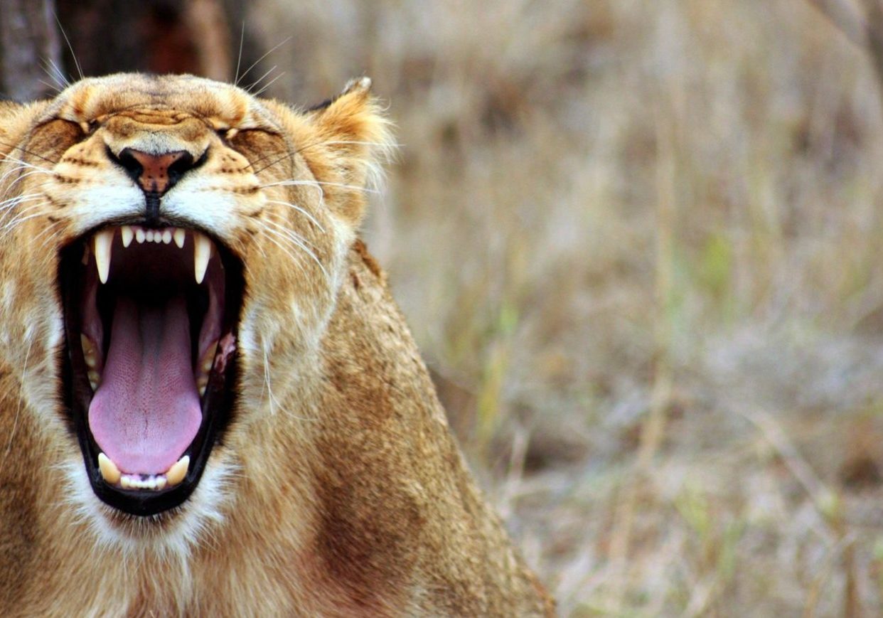 leo-animal-savannah-lioness-55814-d4a17f7c